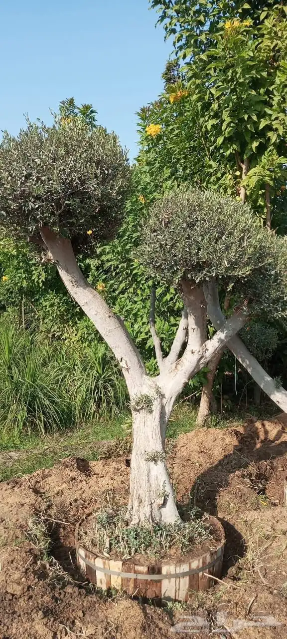 اشجار زيتون معمر اشجار زيتون اعمار خياليه 2