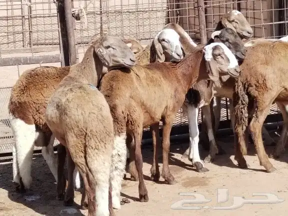 ذبايح سواكن مرابي 3شهور مزارع ونشرط الحم 0