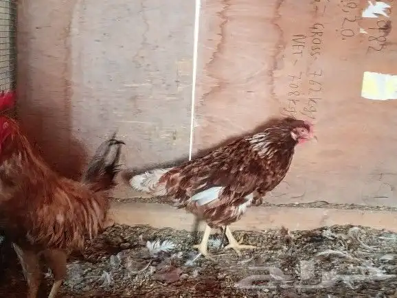 ديك تركي مع دجاجة لوهمان تم الببيع 4