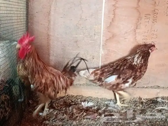 ديك تركي مع دجاجة لوهمان تم الببيع 3