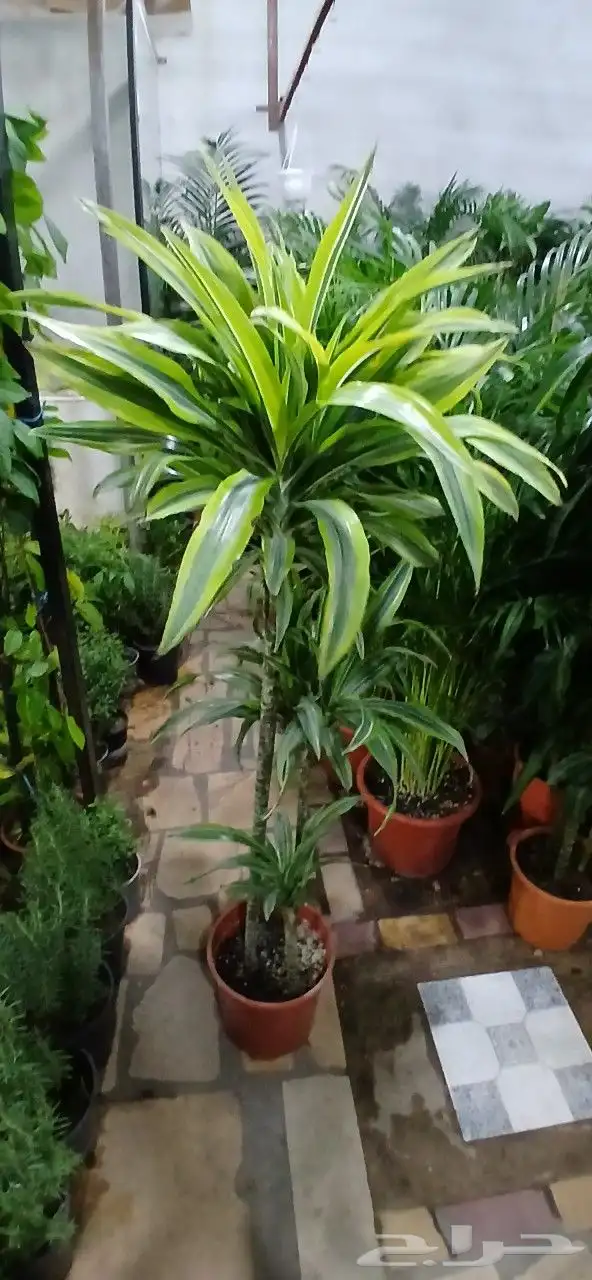 تنسيق حدائق 2