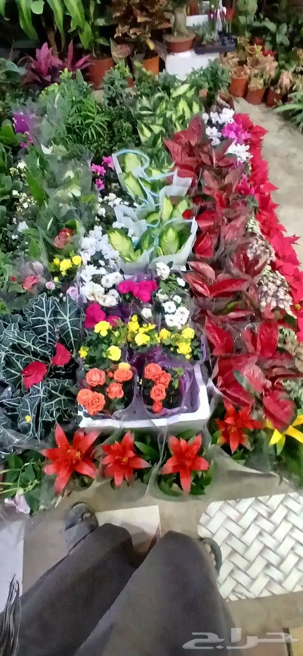 تنسيق حدائق 6