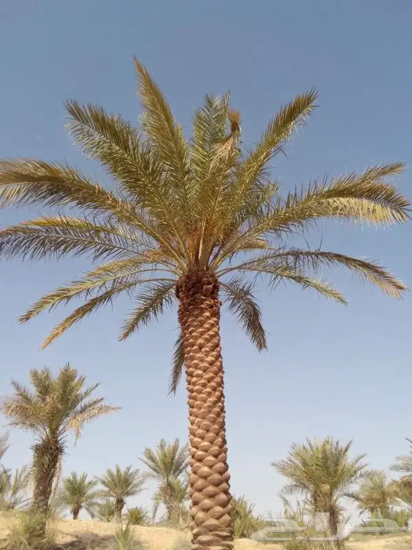زراعه نخيل عربي واشنطني واعمال الشبوك وتوريدها 0