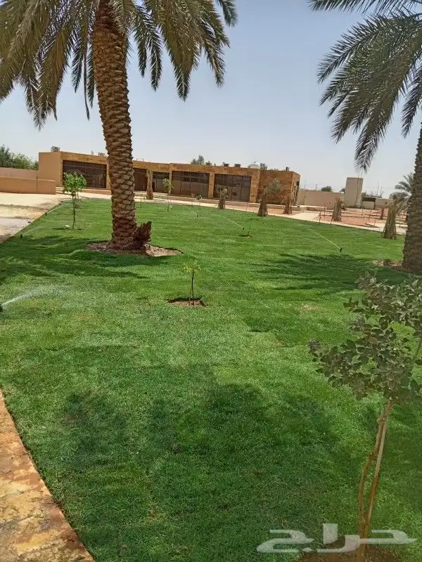 نجيله طبيعيه تركيب تيل طبيعي 1