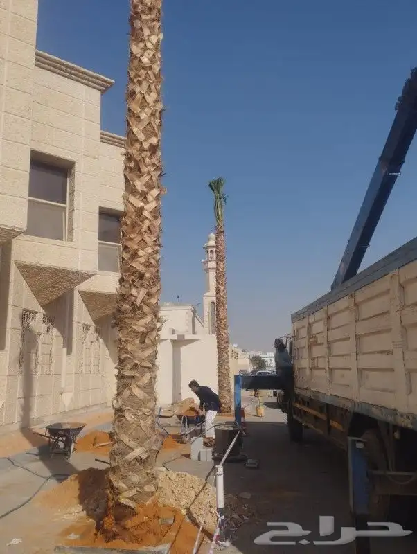 نخل وشنطونيا 1