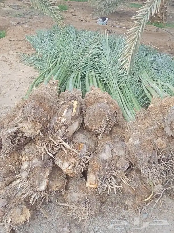 يوجد لدينا جميع انواع النخيل جميع المقاسات المتوفر 0