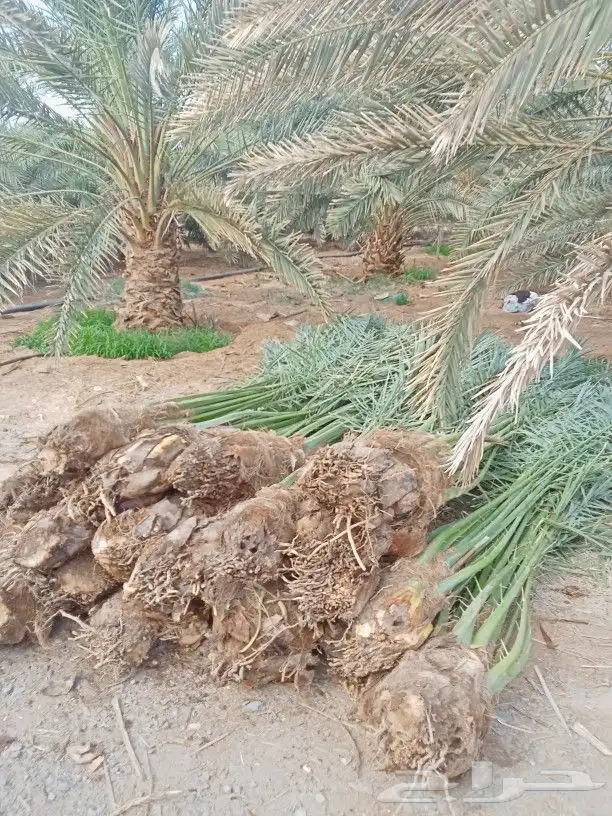 يوجد لدينا جميع انواع النخيل جميع المقاسات المتوفر 2