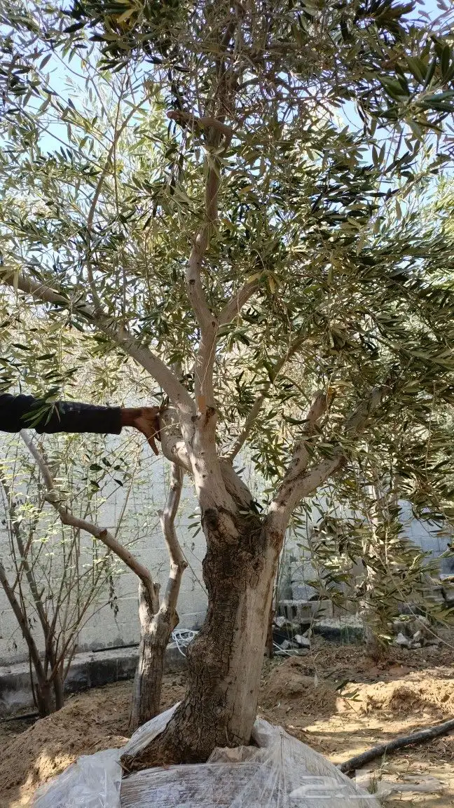 اشجار زيتون باحجام مختلفة 1