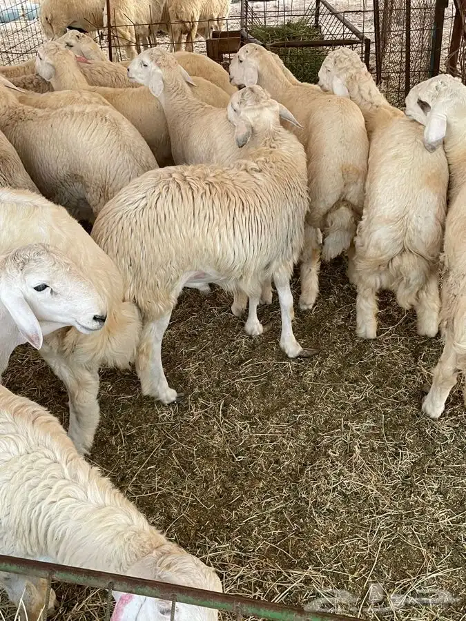 ذبايح حري طليان رخال جدة طريق بريمان 2