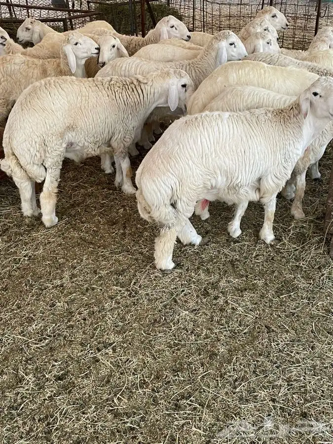 ذبايح حري طليان رخال جدة طريق بريمان 0