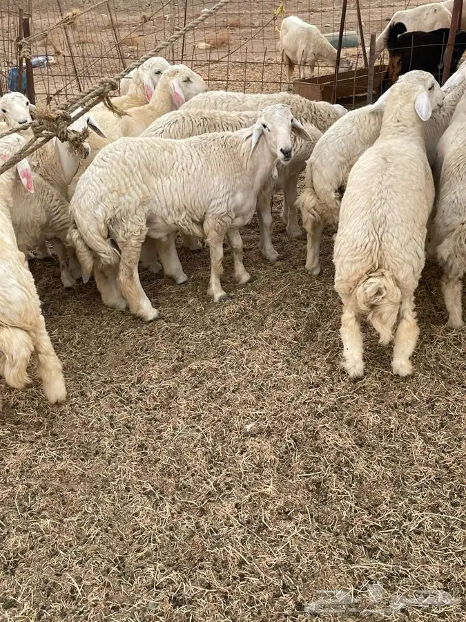 ذبايح حري طليان رخال جدة طريق بريمان 1