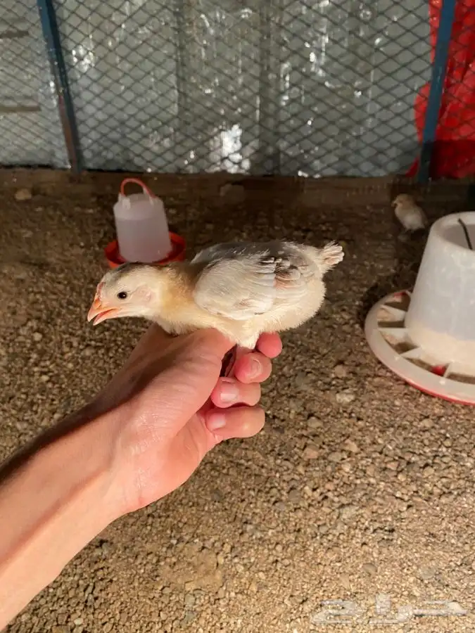 صيصان 1