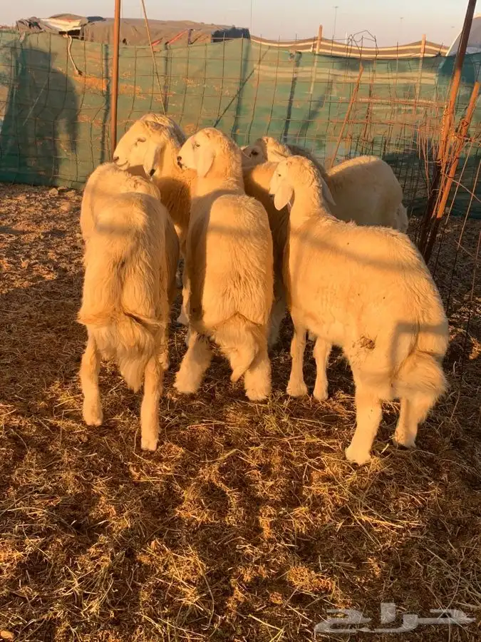 ذبايح حري طليان رخال جدة طريق بريمان 3