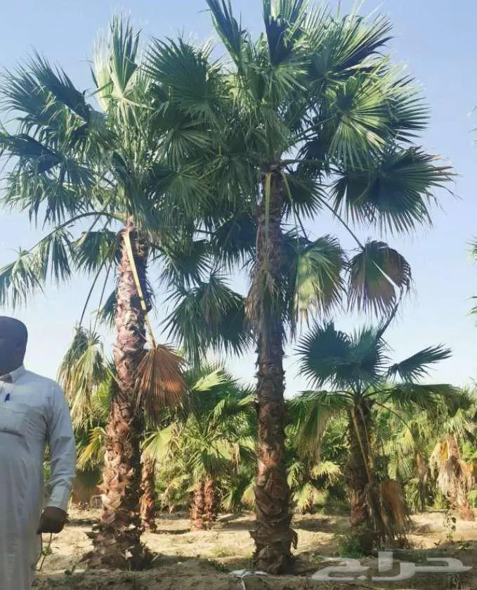 نخل واشنطني زينه 1