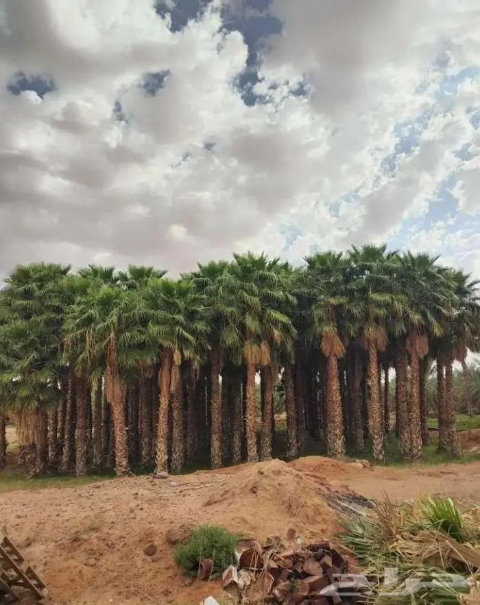 نخل واشنطني زينه 0