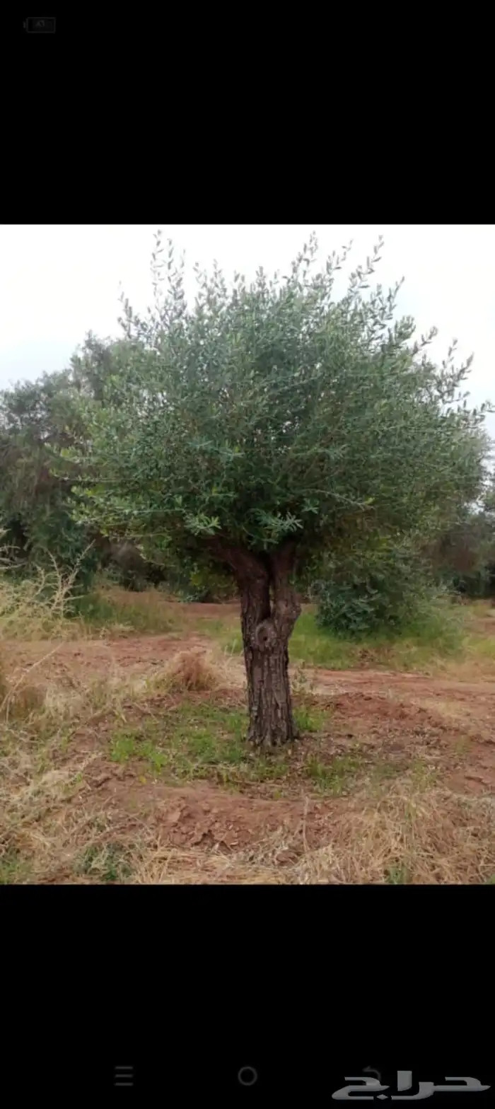 اشجار زيتون معمر اشجار زيتون اعمار خياليه 13