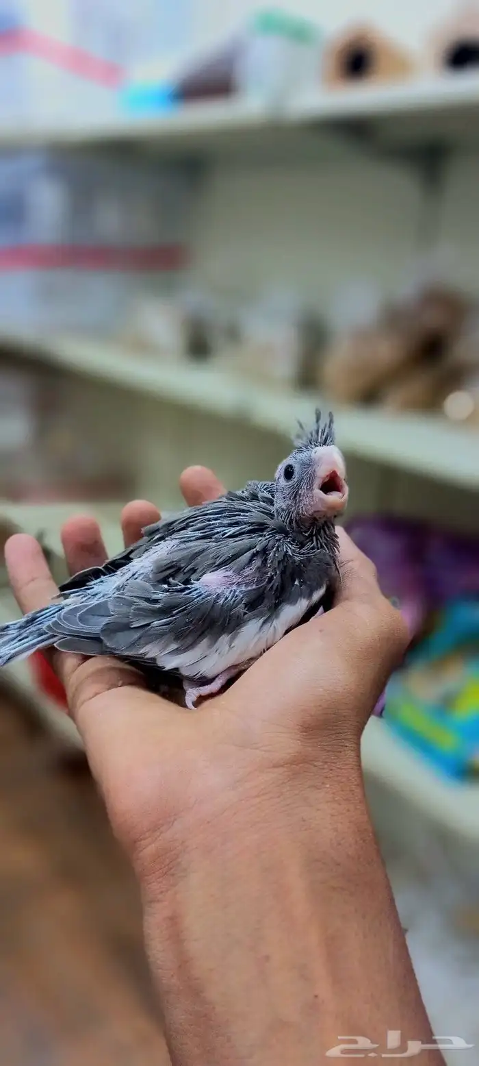 فرخ كروان للغر والهدد 0