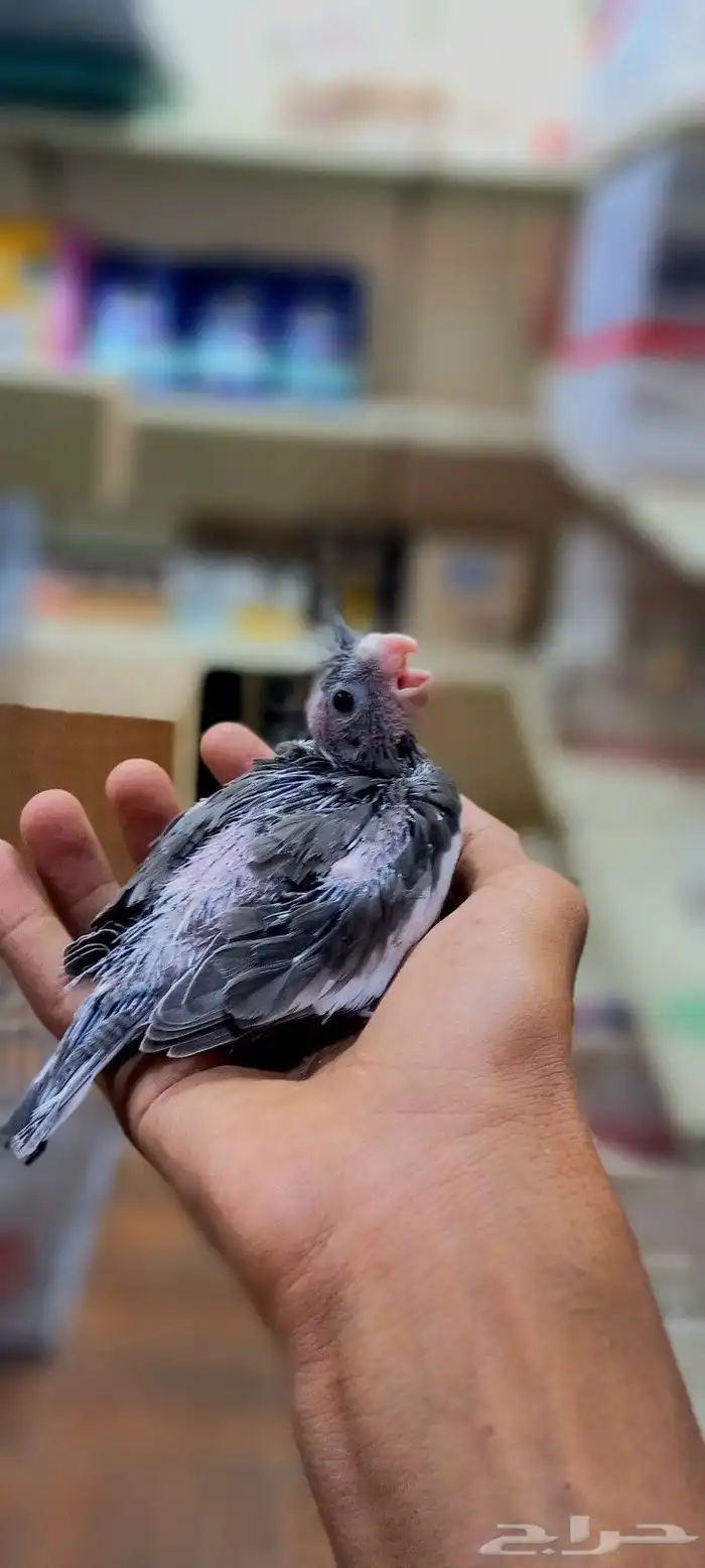 فرخ كروان للغر والهدد 3