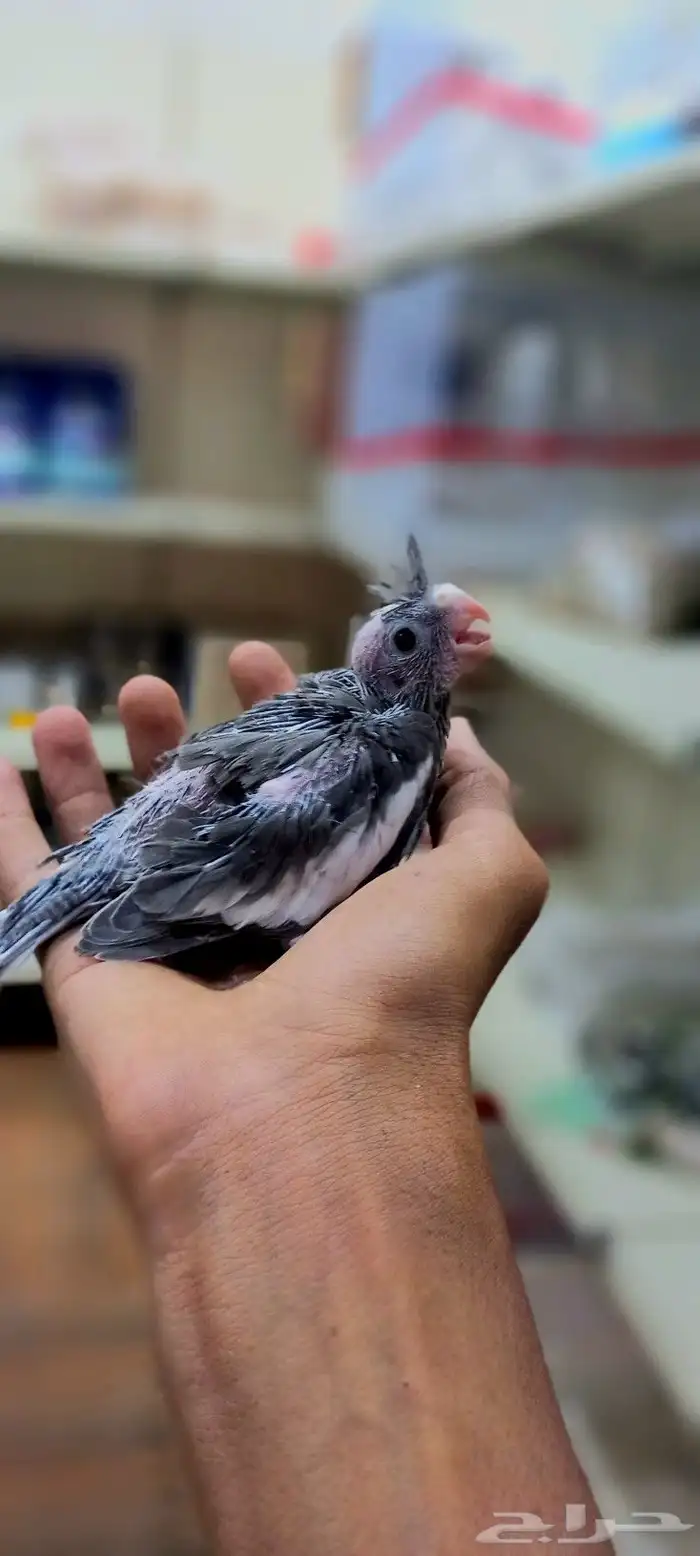 فرخ كروان للغر والهدد 1