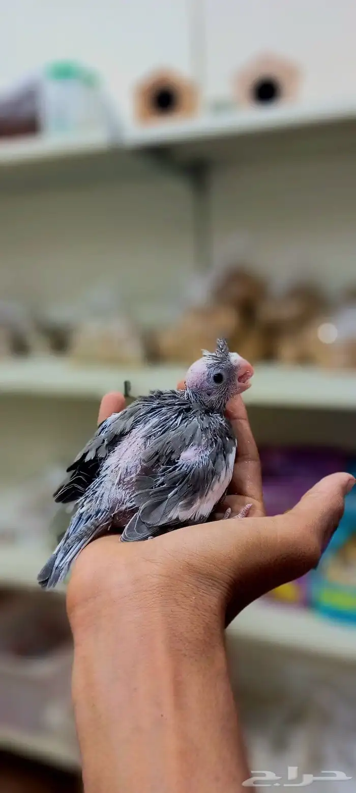 فرخ كروان للغر والهدد 2