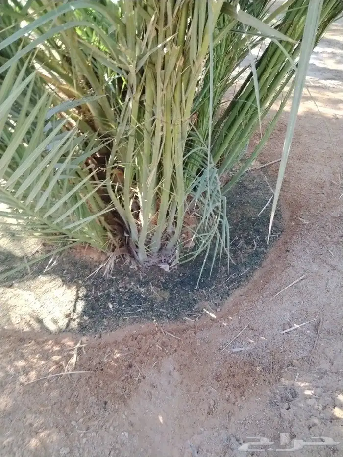 نخل اللقصيم اللبيع 3