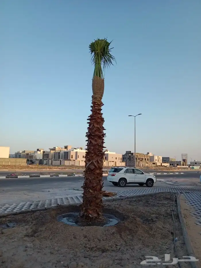 زراعه نخيل عربي واشنطني واعمال الشبوك وتوريدها 7