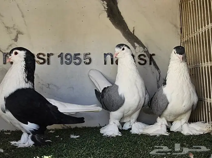 فرايد شيرازي لاهوري احجام (( تم البيع )) 3