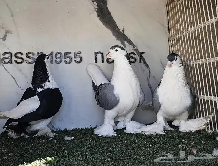 فرايد شيرازي لاهوري احجام (( تم البيع )) 2