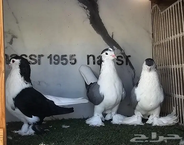 فرايد شيرازي لاهوري احجام (( تم البيع )) 0