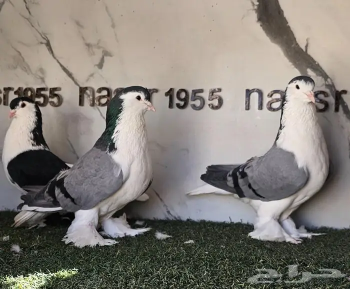 فرايد شيرازي لاهوري احجام (( تم البيع )) 5