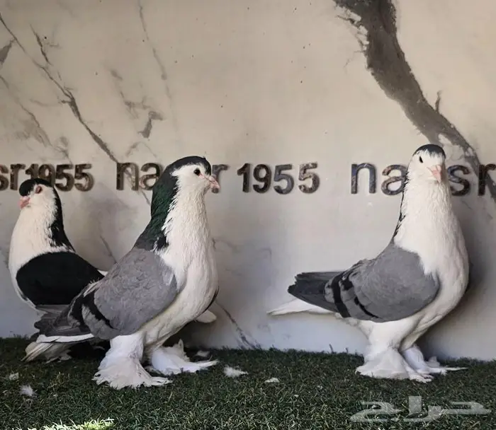 فرايد شيرازي لاهوري احجام (( تم البيع )) 1