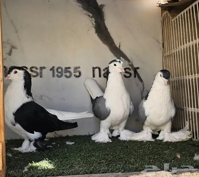 فرايد شيرازي لاهوري احجام (( تم البيع )) 6