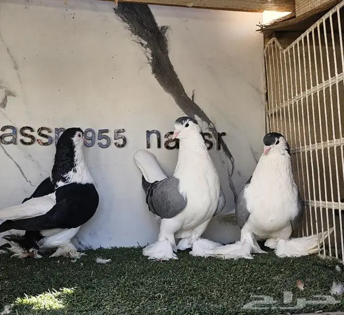 فرايد شيرازي لاهوري احجام (( تم البيع )) 7