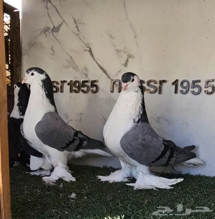 فرايد شيرازي لاهوري احجام (( تم البيع )) 4