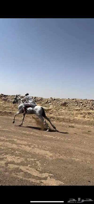 حصان فرنسي كارثه 8