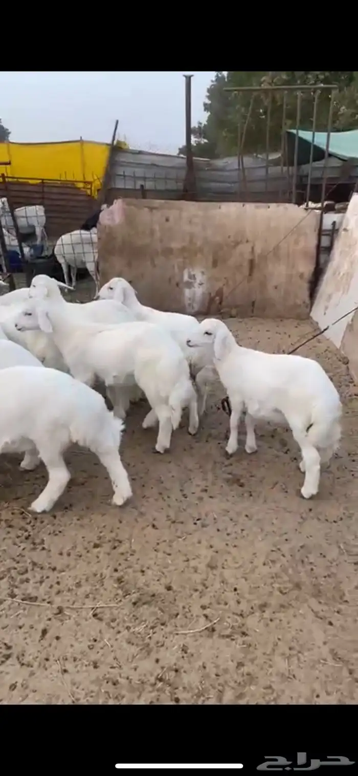هرافا حريات طليان ورخال فل الفل 0