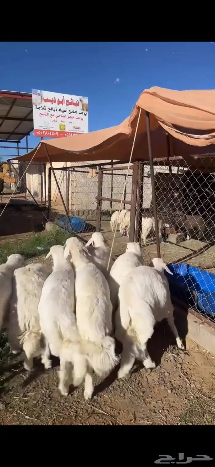 أبو ذيب للذبايح ( يتوفر ذبح وتوصيل لباب بيتك ) 2