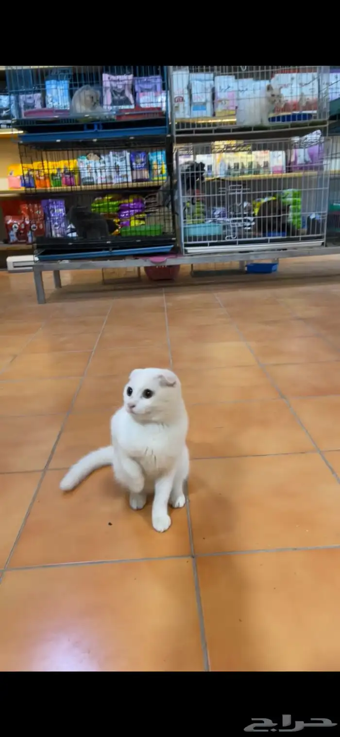 قطط للبيع 1