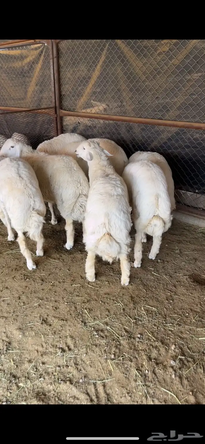 أبو ذيب للذبايح ( يتوفر ذبح وتوصيل لباب بيتك ) 4