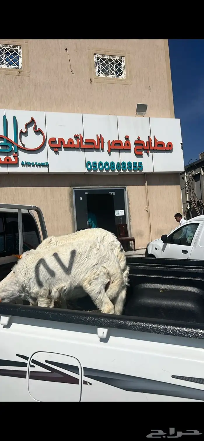 أبو ذيب للذبايح ( يتوفر ذبح وتوصيل لباب بيتك ) 3