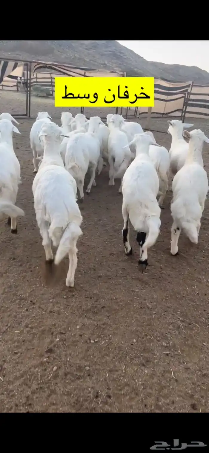 أبو ذيب للذبايح ( يتوفر ذبح وتوصيل لباب بيتك ) 1