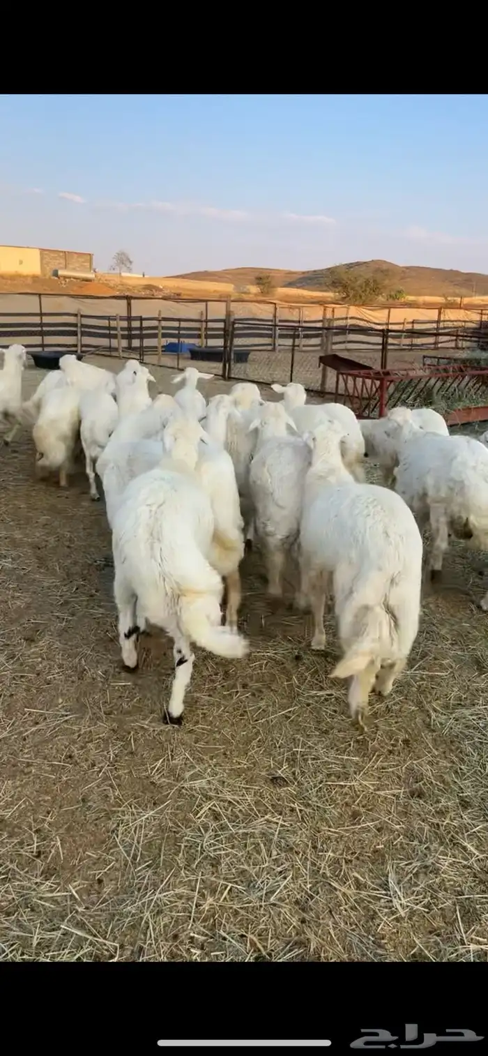 أبو ذيب للذبايح ( يتوفر ذبح وتوصيل لباب بيتك ) 6