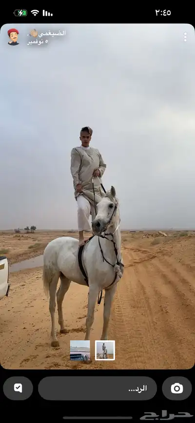 حصان فرنسي كارثه 4