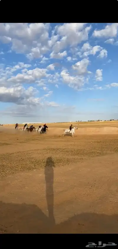 حصان فرنسي كارثه 6