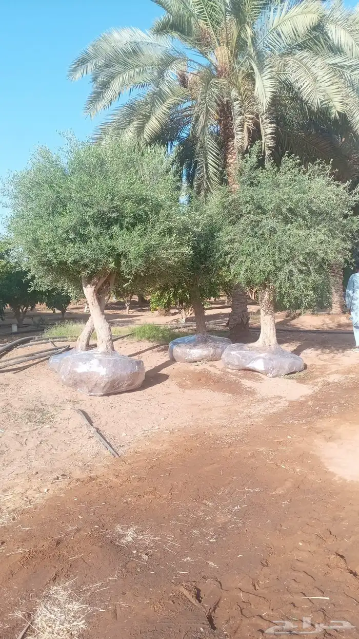 اشجار زيتون معمر اشجار زيتون اعمار خياليه 31