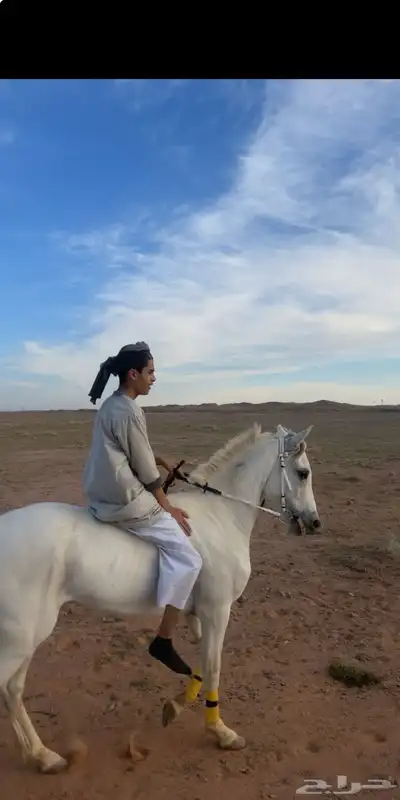 حصان فرنسي كارثه 2