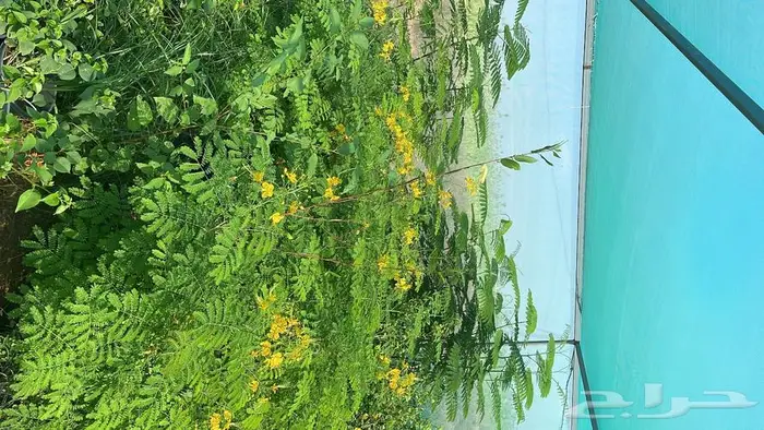 شتلات واشجار زينة 9