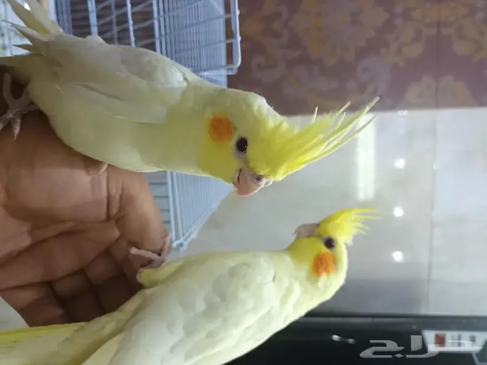 كروان أليف 0
