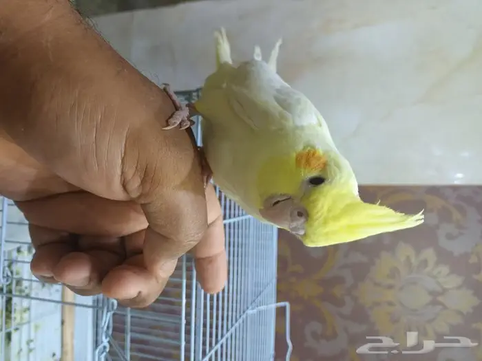 كروان أليف 1