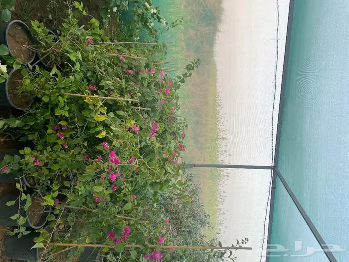 شتلات واشجار زينة 1